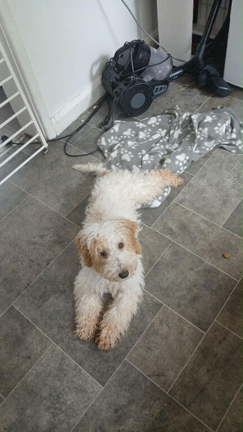 Cockapoo Puppy 6 month old