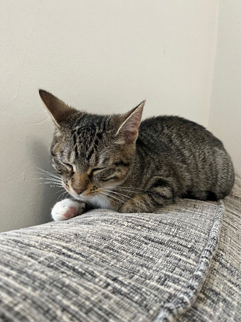 Female cat around 6 months old