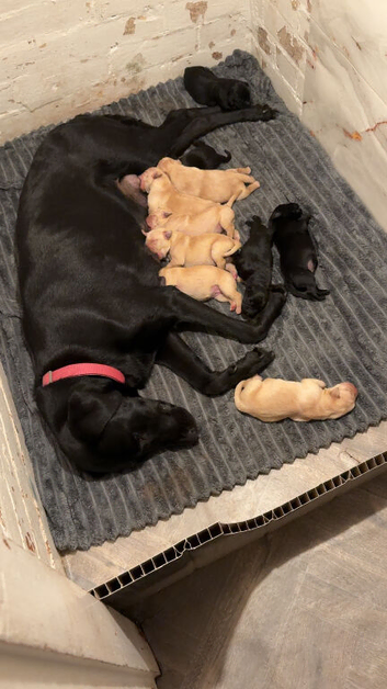 6 Labrador retrievers left