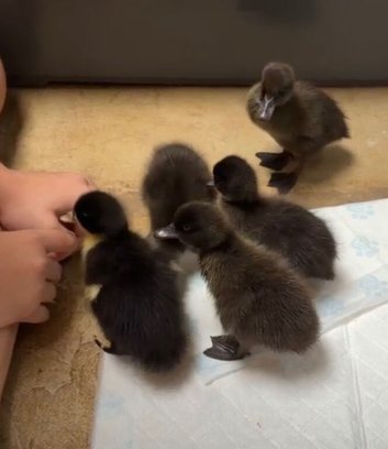 5 two week old ducklings for sale