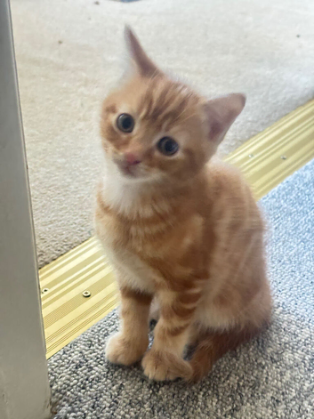 I beautiful male Ginger kitten for sale