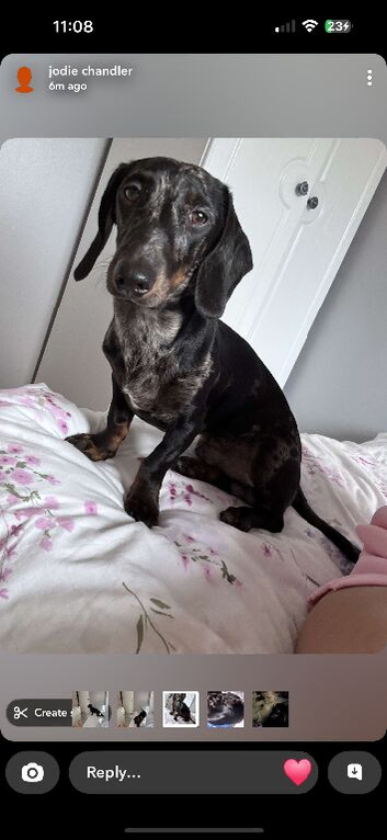 1 year old male dog