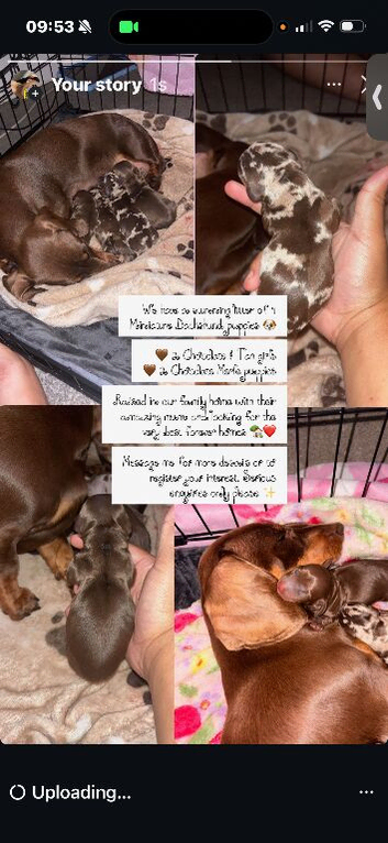 Beautiful litter of miniature dachshund
