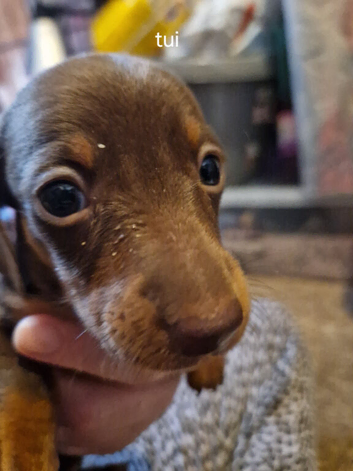 Mini dachshund puppy
