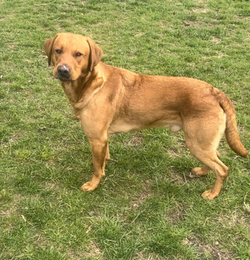 Fox red lab for stud