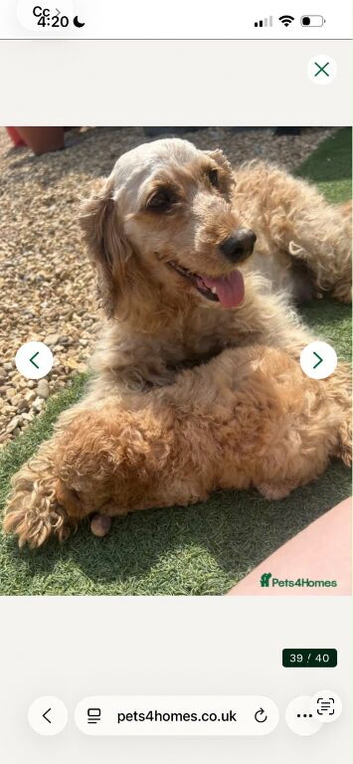 Beautiful cockapoos girl