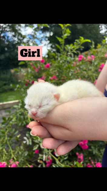 White and grey kittens