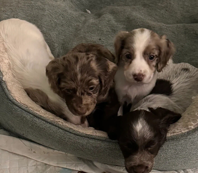 Gorgeous Cocker Spaniel Puppies