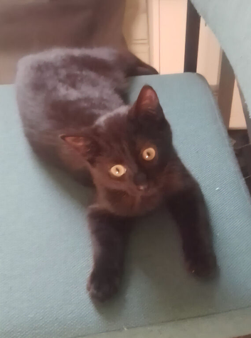 Pure black kitten