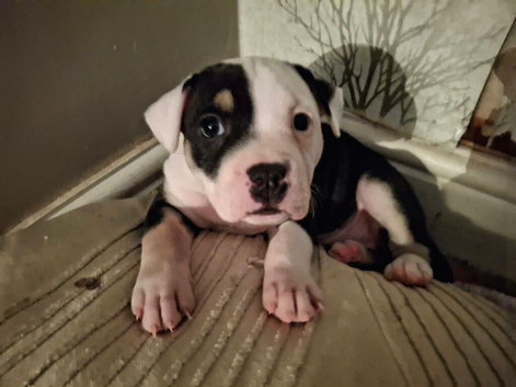 Staffy cross old English/staffy
