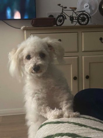 Shih tu for sale