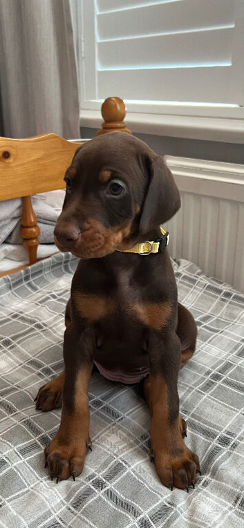 7 beautiful, healthy Dobermann puppies for sale