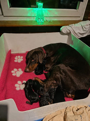 Doberman
