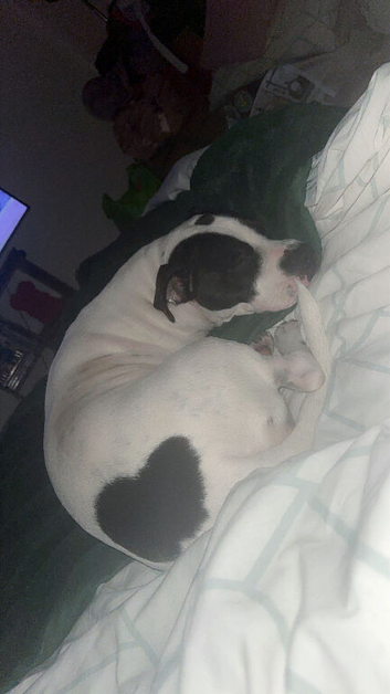 American staffy cross staffy female