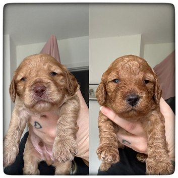 Exceptional cockapoo puppies