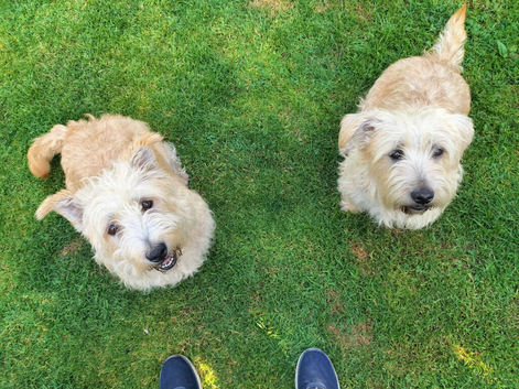 Outstanding Glen of Imaal terrier puppies!!