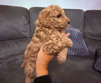 Stunning toy poodles