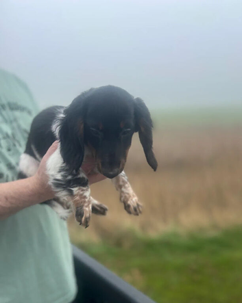 Adorable Pied Puppies Ready for New Homes