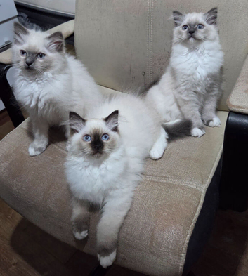 3 Ragdoll x Persian kittens