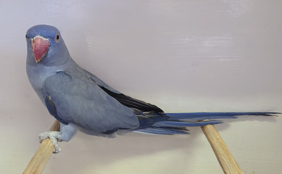 Violet Blue Indian Ringneck Hen for sale