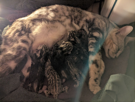 Gorgeous Pedigree TICA Registered Bengal Kittens | Health Tested Parents