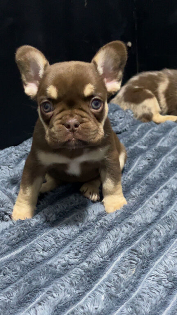 French bulldog puppies