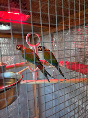 Pair of yellow collared macaws