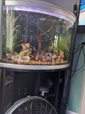 Tropical tank and livestock