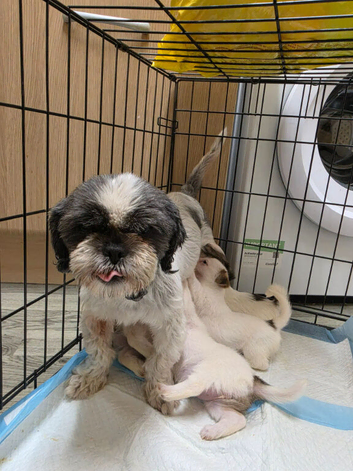 Shih tru cross jack russell puppys