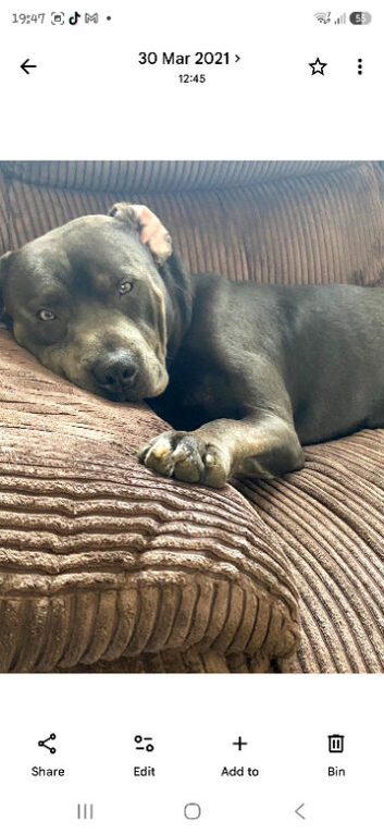 Staffy x cane corso