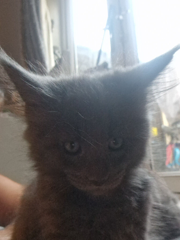 Tica registered gorgeous mainecoon kittens