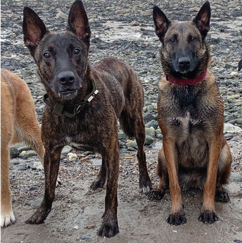BELGIAN MALINOIS X DUTCH SHEPHERD PUPPIES FOR SALE