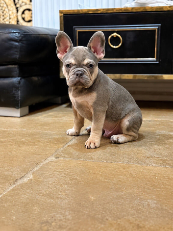 5 STAR FRENCH BULLDOGS