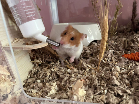 PEACH (hamster only)