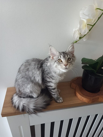 Maine coon kittens available One left.
