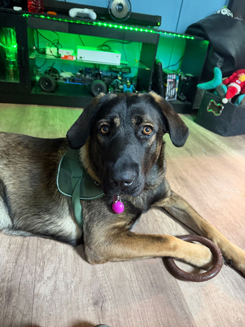 Dog