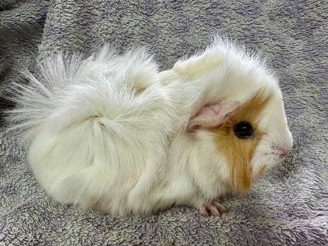 Female guinea pigs