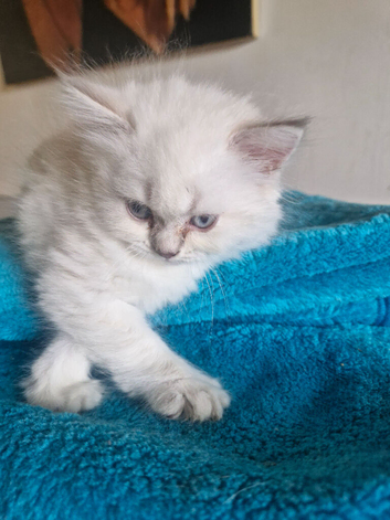 British short haired cross kitten for sale