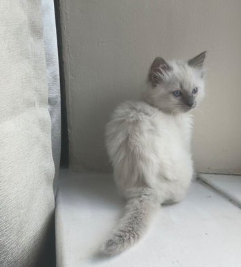 BEAUTIFUL RAGDOLL KITTENS 2 LEFT!!!
