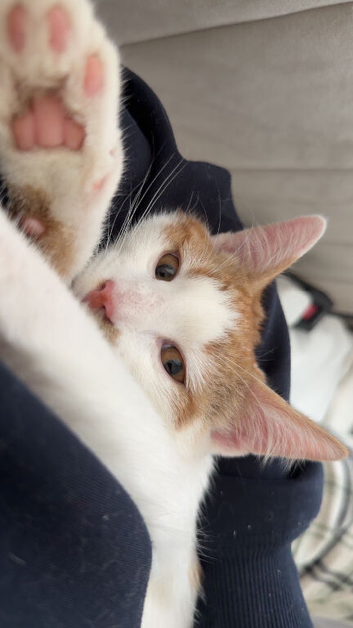 Beautiful male kitten