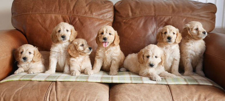 Stunning Health Tested Goldendoodle Puppies