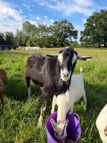 Stud alpine goat for rent or swap