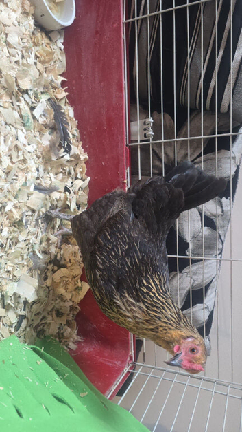 Bantam hen