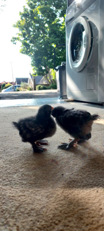 2 Stunning cuckoo pekin bantam chicks - 2 weeks old
