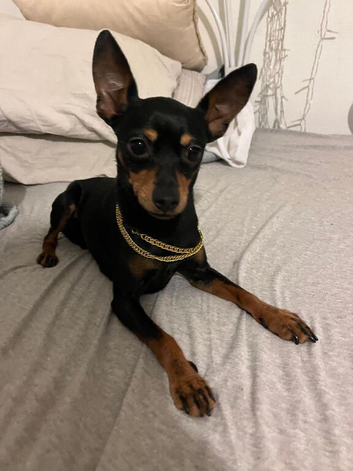 Prague ratter (prazsky Krysarik) stud dog for sale