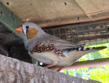 Finches
