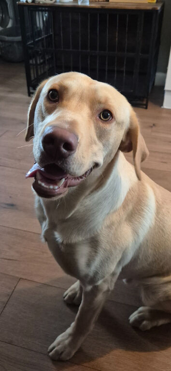 Labrador retriever
