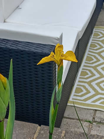 Pond plants by post