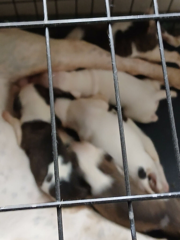 Staff x american bulldog