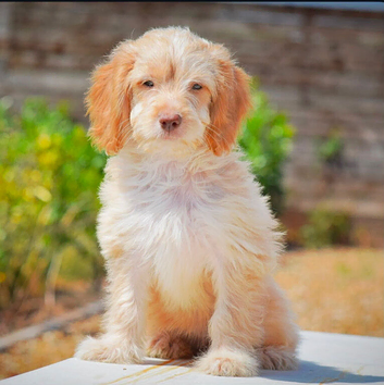 5* licensed breeder two beautiful girls! Ready now!